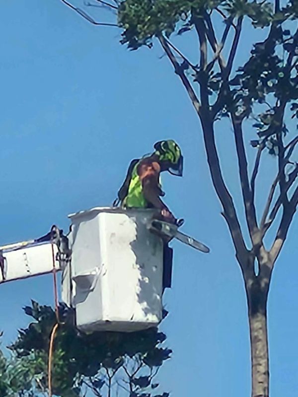 Bucket truck operator with chainsaw trimming high tree limbs against a blue sky in Galesburg, IL