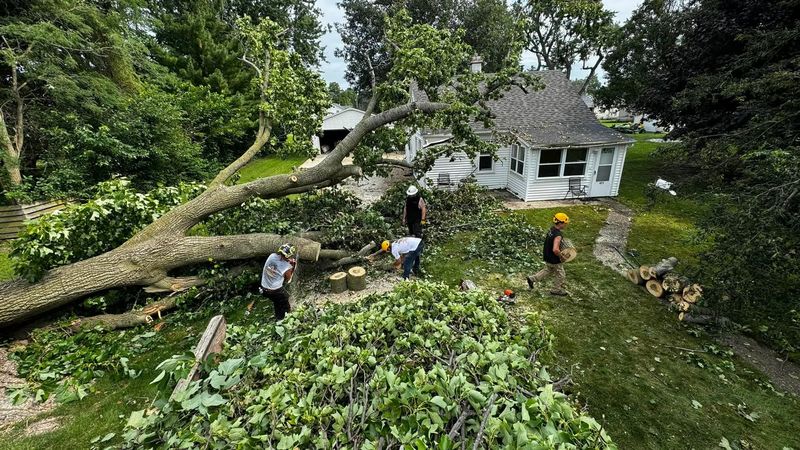 Crew cutting up a huge uprooted tree that fell next to a house during storm damage cleanup in Galesburg, IL