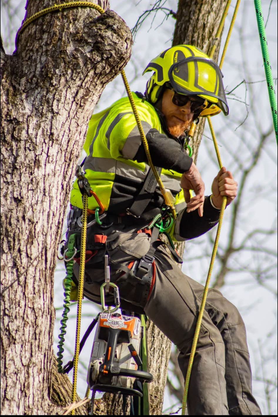 Certified climber from Thurman & Son Tree Service roped into a large hardwood performing a technical tree removal in Galesburg, IL